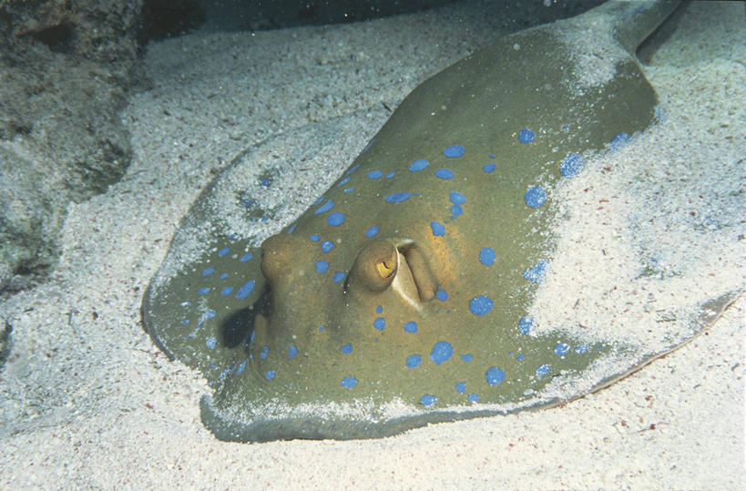 无人,横图,室外,特写,白天,海底,水下,野生动物,科学,沙子,斑点,鱼类,自然,动物,摄影,环境,生物学,魟,彩图,动物学,软骨鱼纲