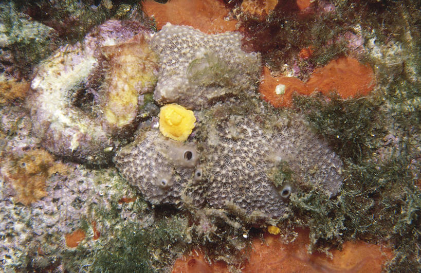 无人,横图,室外,水下,海洋,水,野生动物,科学,海绵,无脊椎动物,自然,动物,摄影,环境,生物学,棘皮动物,彩图,管状海绵,动物学