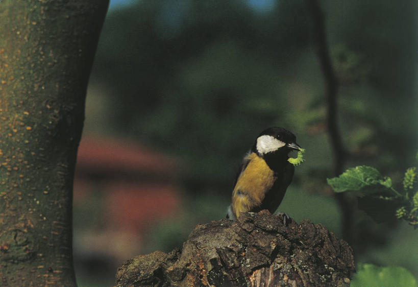 无人,坐,吃,横图,室外,白天,野生动物,科学,鸟类,山雀,捕食,昆虫,自然,动物,摄影,栖息,环境,生物学,节肢动物,幼虫,大山雀,毛虫,彩图,动物学
