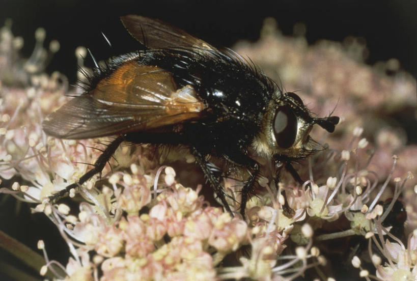 无人,横图,室外,白天,野生动物,科学,昆虫,花,自然,动物,摄影,环境,生物学,雄蕊,节肢动物,花粉,益虫,彩图,动物学