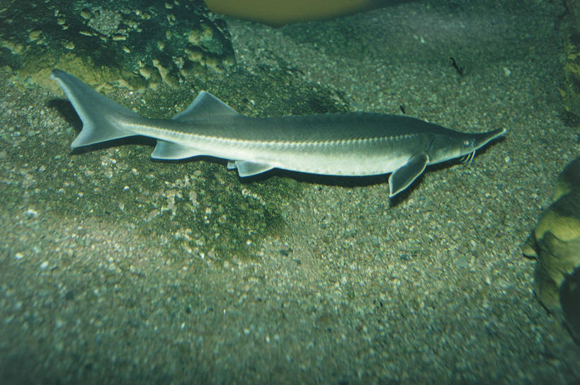 无人,横图,室外,白天,侧面,水下,野生动物,鲟鱼,科学,沙子,自然,动物,摄影,环境,生物学,咸水鱼,彩图,动物学