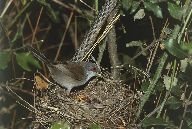 无人,横图,室外,白天,野生动物,意大利,三只,科学,鸟类,鸟巢,自然,摄影,栖息,环境,生物学,南欧,喂养,鸣鸟,撒丁岛,彩图,动物学