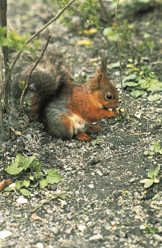 无人,坐,吃,竖图,俯视,室外,白天,侧面,哺乳动物,野生动物,科学,自然,动物,松鼠,摄影,环境,生物学,红松鼠,喂养,彩图,高角度拍摄,动物学