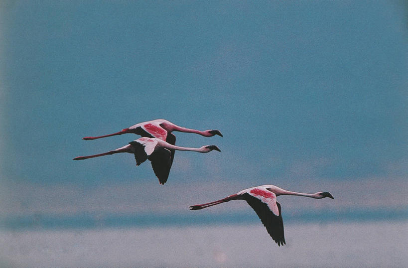 无人,横图,室外,白天,侧面,野生动物,肯尼亚,三只,科学,火烈鸟,鸟类,飞,自然,摄影,环境,生物学,国家公园,东非,彩图,小火烈鸟,动物学,郊野公园