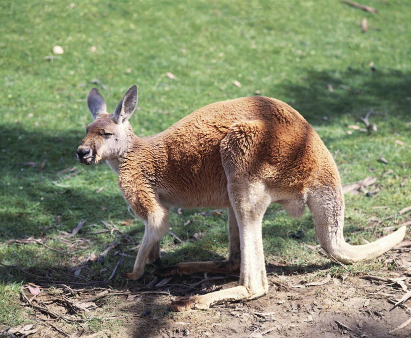 无人,横图,室外,白天,侧面,哺乳动物,袋鼠,野生动物,澳大利亚,科学,草,自然,动物,摄影,环境,生物学,红袋鼠,澳大拉西亚,彩图,动物学