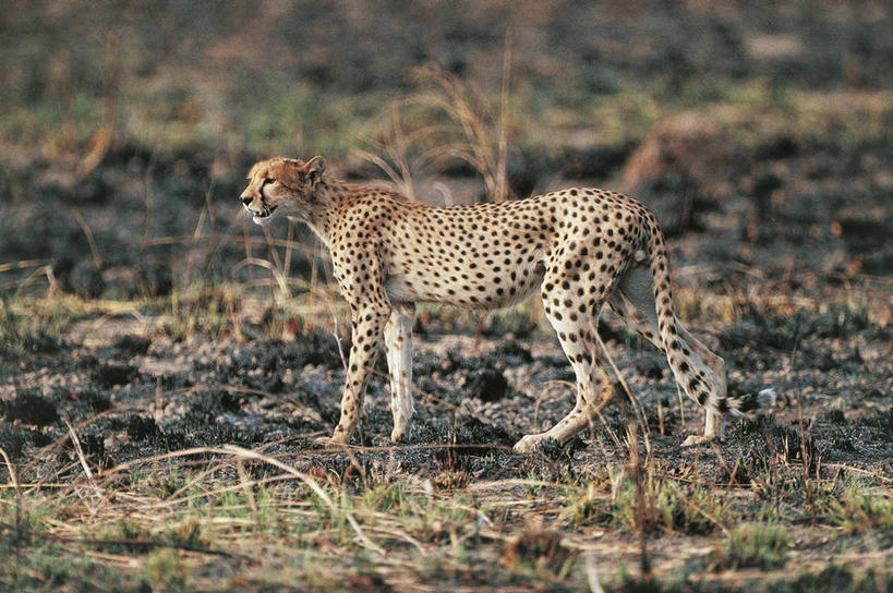 无人,横图,室外,白天,侧面,哺乳动物,野生动物,非洲,布基纳法索,科学,斑点,自然,动物,摄影,环境,生物学,国家公园,猫科动物,苗条,机敏,西非,自然地理,猎豹,步行,彩图,动物学,郊野公园