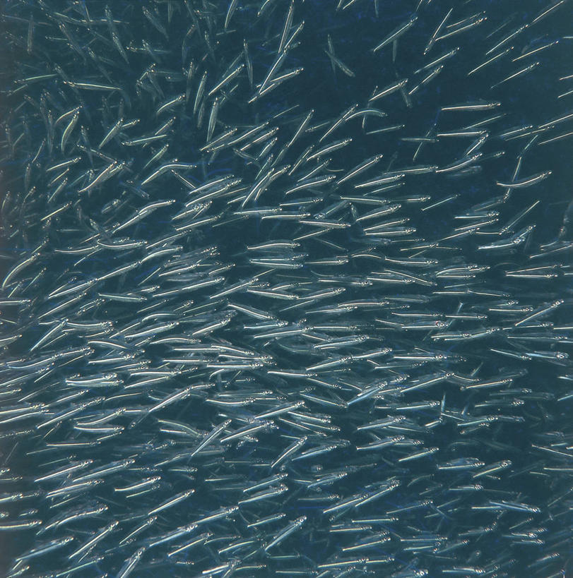 游泳,无人,竖图,方图,室外,白天,抽象,水下,野生动物,一群,许多,科学,鱼群,很多,鱼类,自然,摄影,鲱鱼,环境,生物学,咸水鱼,一致,彩图,全画面,全框架,全帧,全画幅,动物学