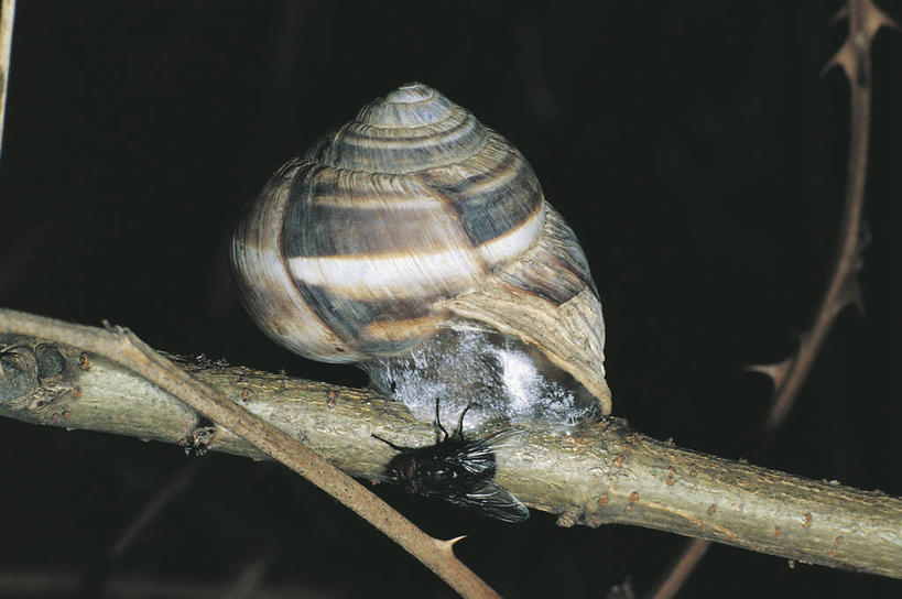 无人,横图,室外,特写,夜晚,侧面,懒惰,野生动物,照明,科学,蜗牛,灯光,枝,无脊椎动物,灯,自然,动物,灯具,摄影,软体动物,环境,照亮,生物学,照明设备,鼻涕虫,闪光灯,腹足动物,彩图,动物学