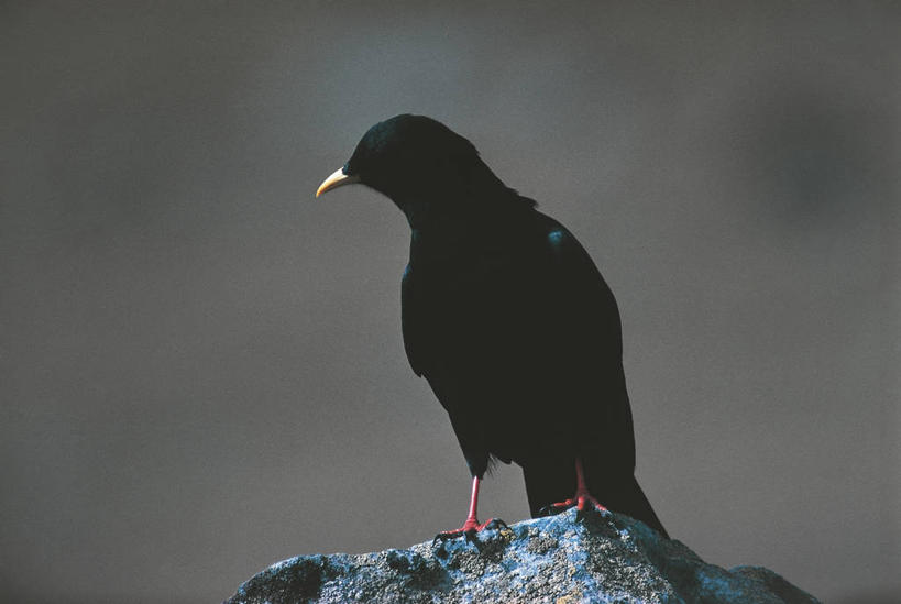 无人,横图,室外,白天,鸟,野生动物,科学,鸟类,自然,动物,摄影,栖息,乌鸦,环境,生物学,红嘴山鸦,山鸦,岩石,彩图,动物学