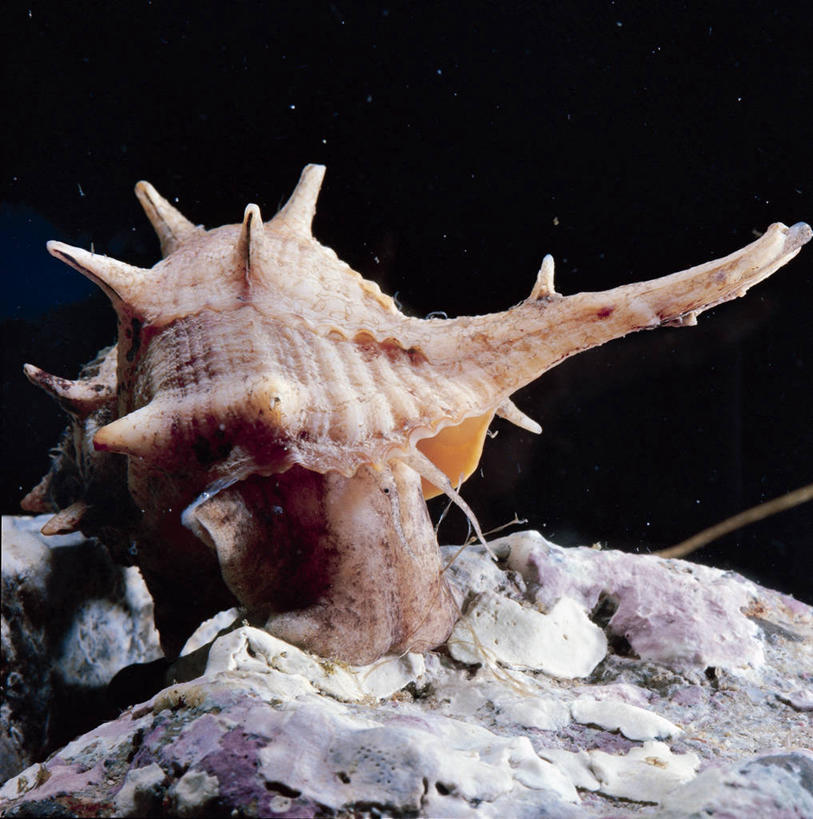 无人,竖图,方图,室外,白天,水下,野生动物,贝壳,科学,捕食,蜗牛,自然,动物,摄影,环境,生物学,岩层,腹足动物,岩石,彩图,动物学