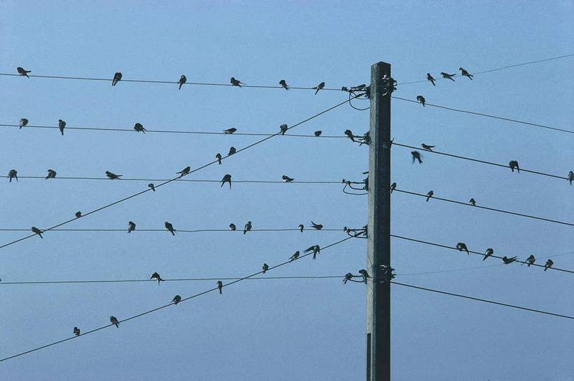 无人,坐,横图,室外,白天,野生动物,燕子,一排,一群,许多,整齐,科学,鸟类,电缆,很多,排列,天空,自然,电话线,摄影,栖息,环境,生物学,队列,万里无云,彩图,动物学