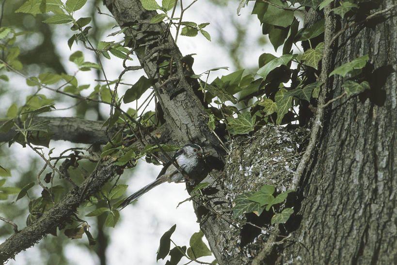 无人,横图,室外,白天,仰视,野生动物,科学,长尾山雀,鸟类,山雀,鸟巢,枝,树,自然,动物,摄影,栖息,环境,生物学,彩图,低角度拍摄,动物学