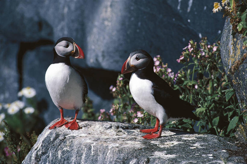 无人,横图,室外,白天,海鸟,鸟,野生动物,挪威,科学,鸟类,一对,排列,自然,动物,两只,可爱,摄影,活泼,环境,生物学,角嘴海雀,斯堪狄纳维亚半岛,海雀,海鸦,岩石,彩图,动物学