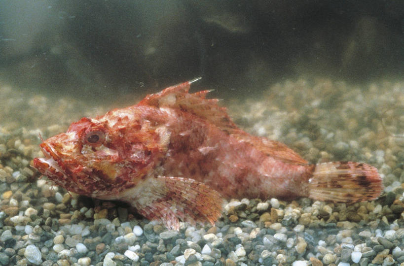 无人,横图,室外,白天,侧面,海底,水下,野生动物,科学,鱼,鱼类,自然,动物,摄影,鲉,鲈鱼,环境,生物学,咸水鱼,花鲈,鲈板,鲈子鱼,彩图,动物学