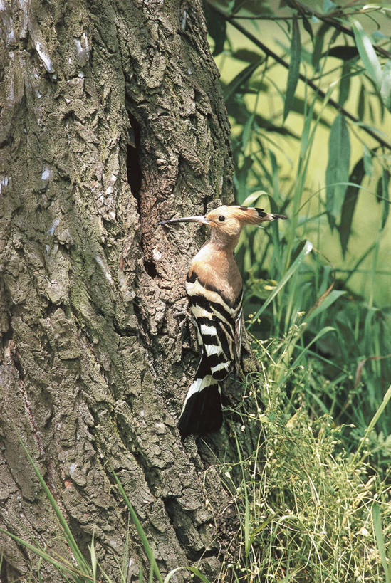 无人,竖图,室外,白天,野生动物,条纹,科学,鸟类,树皮,树干,自然,动物,摄影,栖息,环境,生物学,喙,戴胜鸟,式样,彩图,动物学