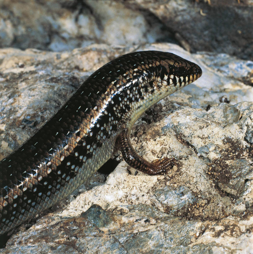 无人,竖图,方图,室外,白天,野生动物,科学,自然,动物,摄影,环境,生物学,岩石,半身,彩图,动物学