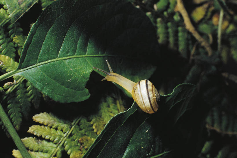 无人,吃,横图,室外,特写,白天,野生动物,叶子,照明,科学,蜗牛,灯光,无脊椎动物,灯,自然,动物,灯具,摄影,软体动物,环境,照亮,生物学,照明设备,鼻涕虫,闪光灯,腹足动物,彩图,动物学