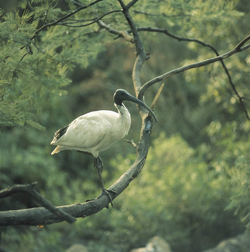 无人,站,竖图,方图,室外,白天,侧面,森林,野生动物,科学,鸟类,枝,树,自然,动物,摄影,栖息,环境,生物学,鹳,白朱鹭,朱鹭,彩图,动物学