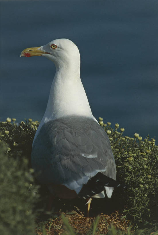 无人,坐,竖图,室外,白天,海鸥,野生动物,科学,鸟类,鸟巢,背面,自然,动物,思考,摄影,环境,生物学,黑脊鸥,彩图,动物学