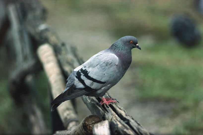 无人,横图,室外,白天,侧面,鸽子,野生动物,科学,鸟类,栅栏,篱笆,自然,动物,摄影,栖息,环境,生物学,原鸽,彩图,动物学