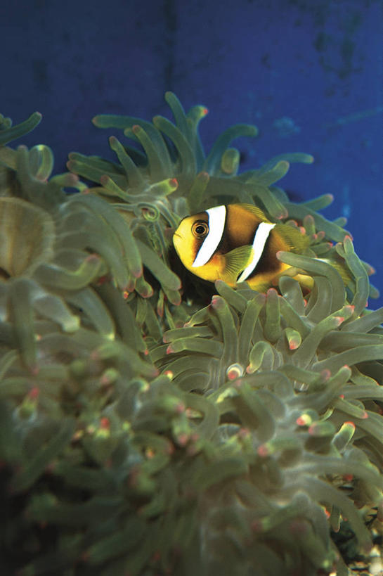 无人,竖图,室外,白天,水下,海葵,野生动物,科学,鱼,触须,珊瑚,鱼类,自然,动物,摄影,鲈鱼,雀鲷,环境,生物学,海葵鱼,刺胞动物,花鲈,鲈板,鲈子鱼,彩图,动物学,共生关系