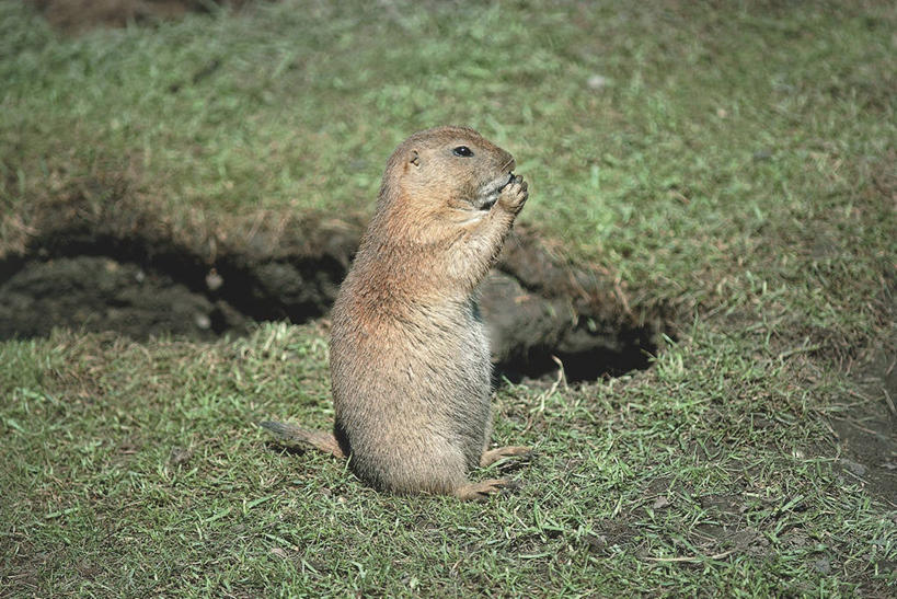 无人,坐,横图,室外,白天,侧面,哺乳动物,野生动物,科学,自然,动物,可爱,摄影,活泼,环境,生物学,土拨鼠,旱獭,天竺鼠,黑尾草原犬鼠,黑尾牧鼠,黑尾土拨鼠,彩图,草原土拨鼠,动物学