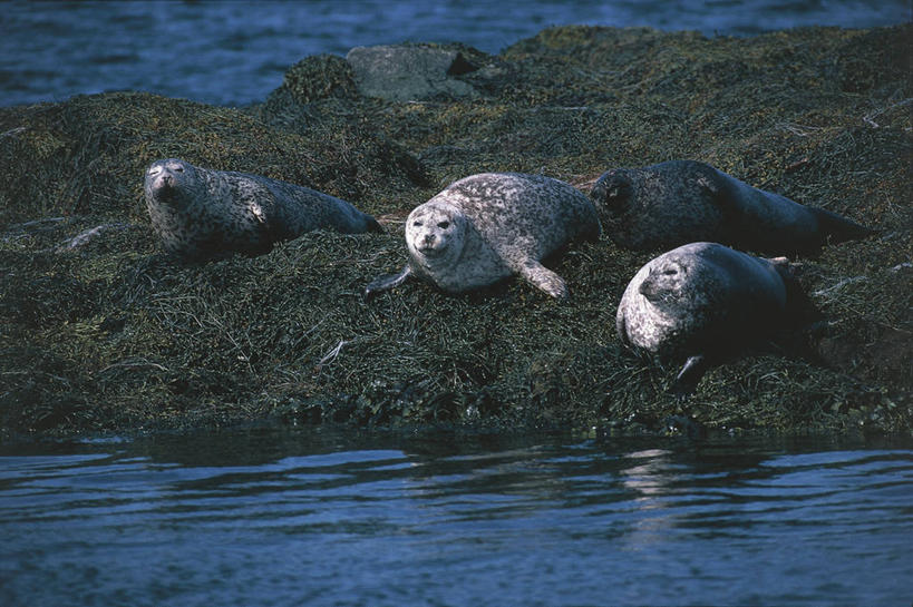 无人,躺,横图,室外,白天,水,哺乳动物,海豹,野生动物,挪威,欧洲,四只,科学,海象,捕食,自然,动物,摄影,环境,生物学,斑海豹,斯堪狄纳维亚半岛,彩图,动物学