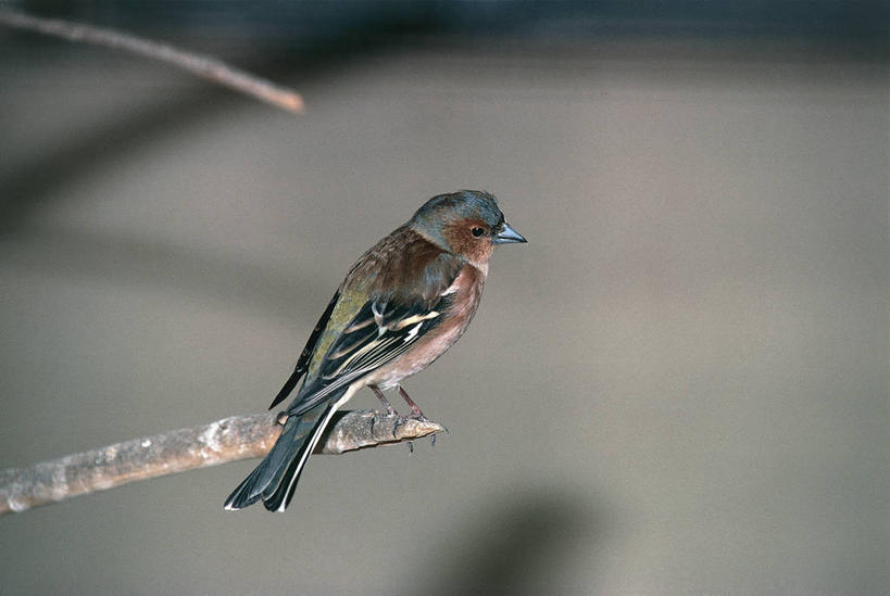 无人,坐,横图,室外,白天,野生动物,科学,鸟类,枝,自然,动物,摄影,栖息,环境,生物学,嫩枝,苍头燕雀,彩图,动物学