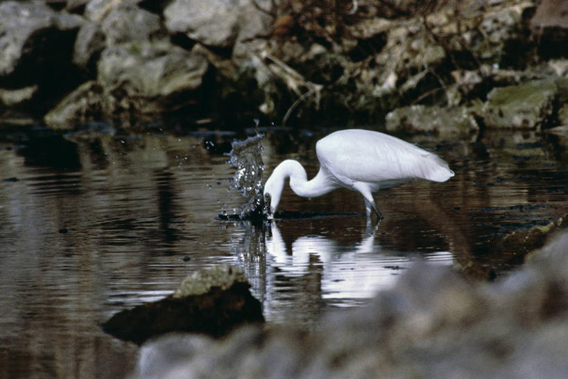 无人,站,横图,室外,白天,侧面,湖,白鹭,野生动物,意大利,涉水,科学,鸟类,捕食,自然,动物,摄影,环境,生物学,鹳,南欧,小白鹭,撒丁岛,彩图,动物行为,动物学