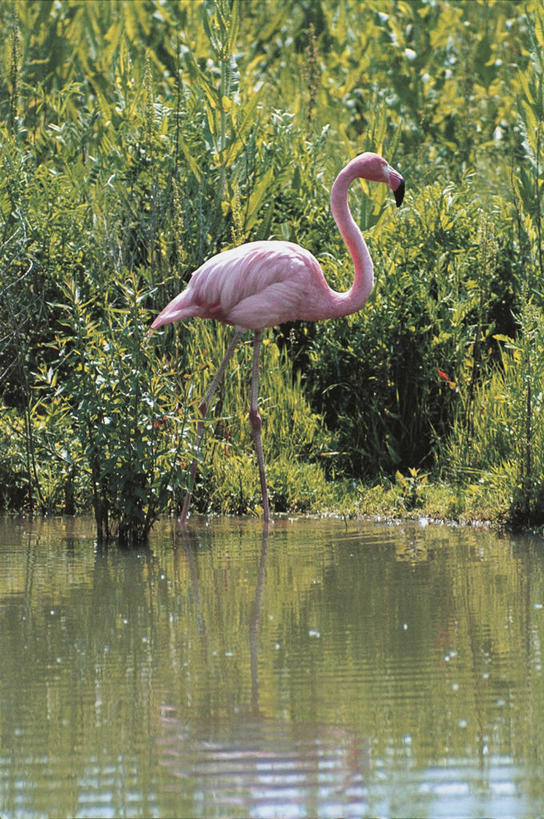 无人,站,竖图,室外,白天,侧面,湖,野生动物,涉水,科学,火烈鸟,鸟类,自然,动物,摄影,环境,生物学,大火烈鸟,美洲火烈鸟,彩图,动物学