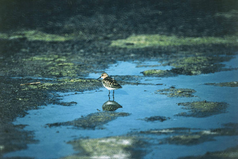 无人,站,横图,室外,白天,湖,野生动物,科学,鸟类,自然,动物,摄影,环境,沼泽,生物学,潘塔纳尔湿地,彩图,动物学