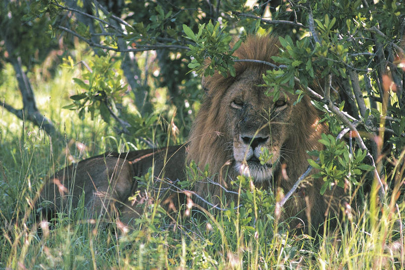 无人,躺,横图,室外,白天,懒惰,哺乳动物,野生动物,狮子,科学,树荫,自然,动物,休息,摄影,环境,生物学,猫科动物,彩图,动物学