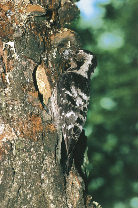 无人,竖图,室外,白天,侧面,野生动物,科学,鸟类,洞,树皮,树,树干,自然,动物,摄影,环境,生物学,彩图,动物学