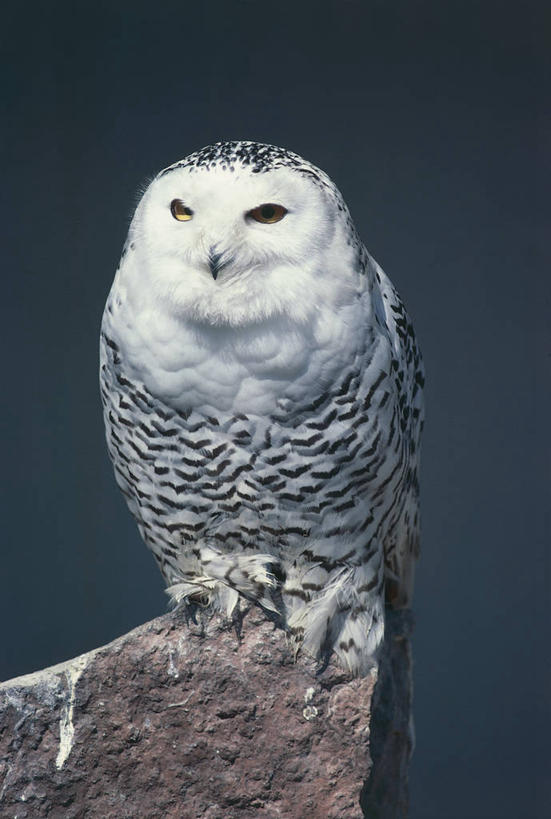 无人,坐,竖图,室外,白天,猫头鹰,野生动物,科学,鸟类,自然,动物,摄影,栖息,环境,生物学,雪枭,岩石,彩图,动物学