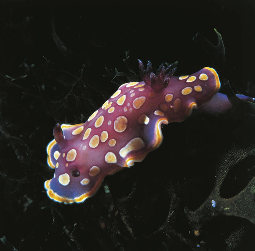 无人,横图,科学,海蛞蝓,贝类,斑点,海洋生物,动物,摄影,软体动物,海兔,生物学,水生动物,水生物,海底动物,海兔螺,彩图,动物学