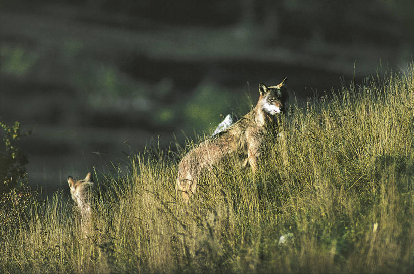 无人,横图,室外,白天,哺乳动物,狼,野生动物,科学,草,自然,动物,两只,摄影,环境,生物学,野狗,彩图,动物学