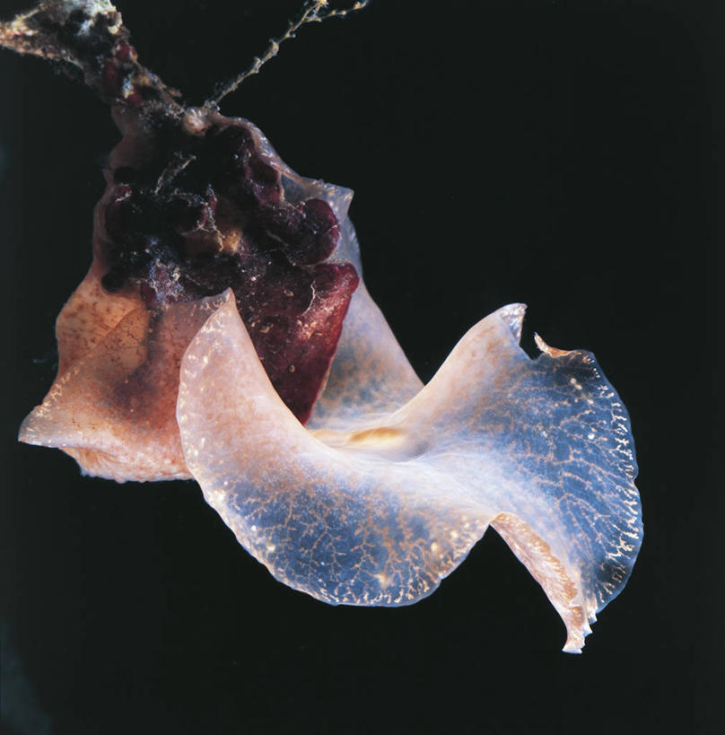 无人,竖图,方图,室外,水下,海洋,水,野生动物,黑色背景,科学,黑色,自然,动物,摄影,环境,生物学,蠕虫,彩图,扁形虫,动物学