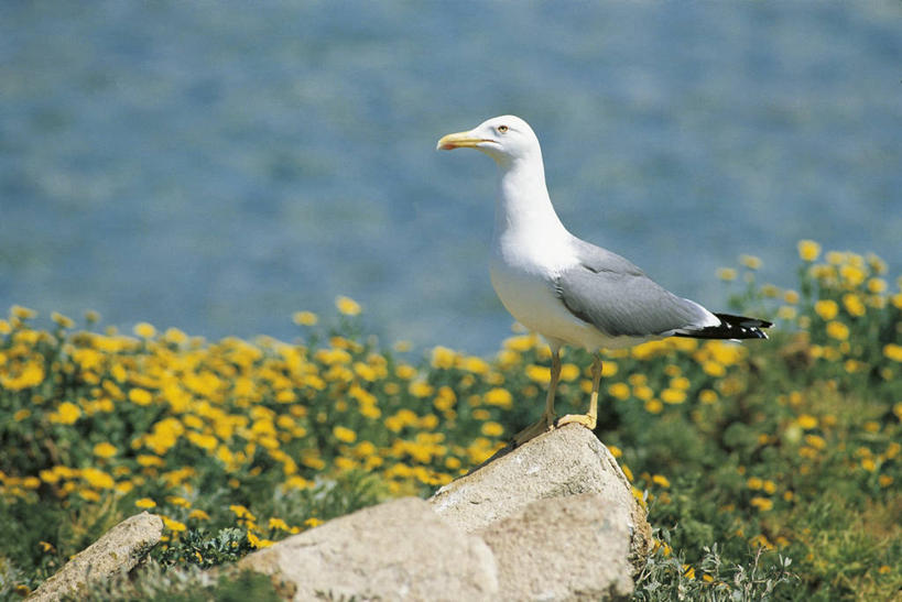 无人,站,横图,室外,白天,侧面,海鸥,野生动物,科学,鸟类,野花,花,自然,动物,摄影,环境,生物学,黑脊鸥,岩石,彩图,动物学