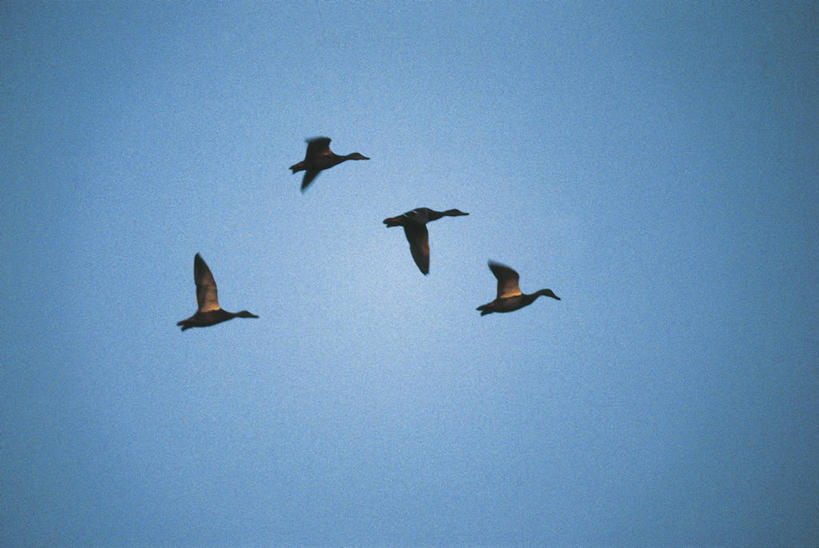 无人,横图,室外,白天,侧面,美景,野生动物,四只,科学,鸟类,鸭子,景观,飞,天空,自然,景色,摄影,环境,迁徙,生物学,自然风光,野鸭,万里无云,彩图,动物学