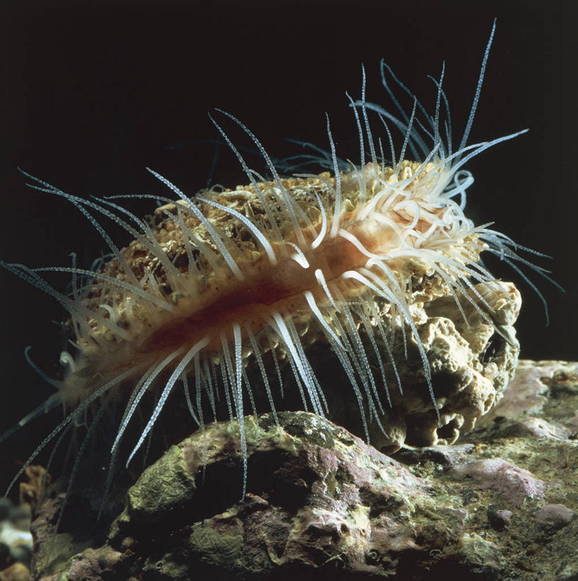 海鲜,无人,竖图,方图,室外,白天,水下,野生动物,贝壳,黑色背景,科学,触须,扇贝,水产,海洋生物,无脊椎动物,黑色,自然,动物,摄影,软体动物,海扇,环境,生物学,水生动物,海产品,水生物,海底动物,岩石,彩图,双壳贝,动物学