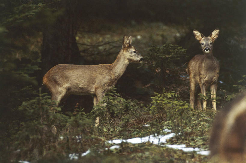 无人,横图,室外,白天,哺乳动物,鹿,野生动物,意大利,欧洲,科学,自然,动物,两只,可爱,摄影,活泼,环境,生物学,南欧,偶蹄目,意大利共和国,特伦蒂诺.上阿迪杰大区,多洛米蒂山脉,狍,彩图,动物学