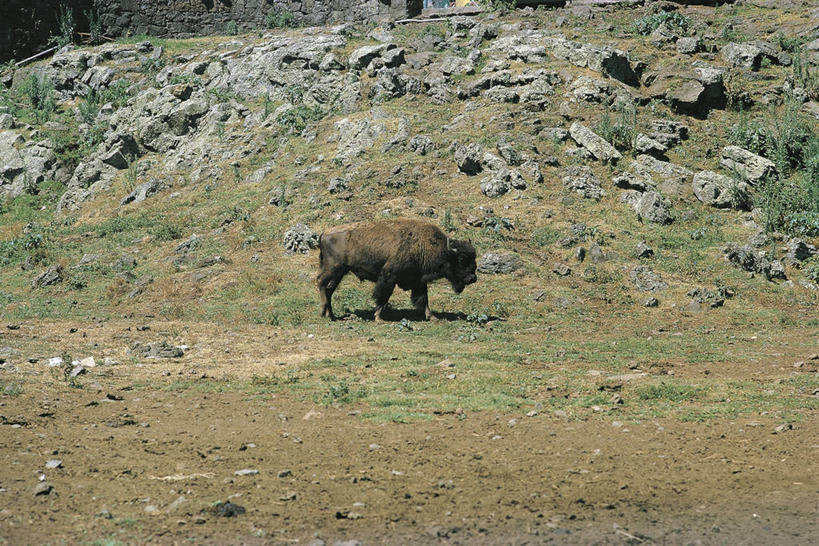 无人,站,横图,室外,白天,侧面,旅游,度假,美景,哺乳动物,牛,野生动物,新西兰,科学,景观,娱乐,草,自然,动物,享受,休闲,景色,放松,摄影,环境,生物学,自然风光,美洲野牛,凶猛,澳大拉西亚,奥克兰区,残暴,凶残,岩石,野牛,彩图,动物学