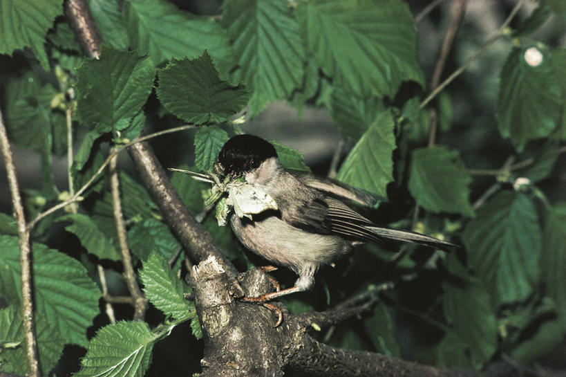 无人,横图,室外,白天,野生动物,科学,鸟类,山雀,捕食,枝,树,自然,动物,摄影,栖息,环境,生物学,喂养,彩图,动物学,沼泽山雀