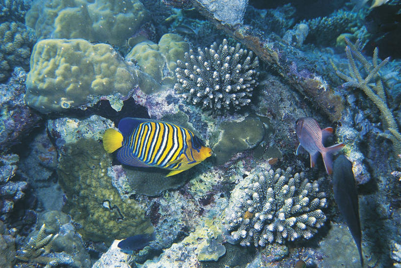 无人,横图,室外,水下,海洋,水,热带鱼,野生动物,科学,鱼,海绵,珊瑚,鱼类,无脊椎动物,蓝色,自然,摄影,鲈鱼,环境,生物学,蓝刺蝶鱼,刺胞动物,花鲈,鲈板,鲈子鱼,彩图,管状海绵,动物学