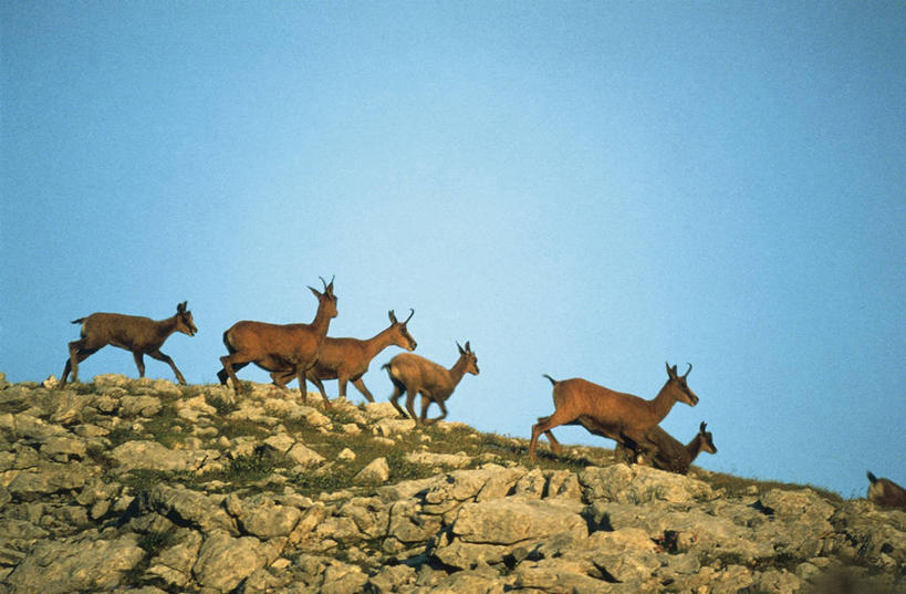 无人,横图,室外,白天,山,哺乳动物,野生动物,科学,羚羊,自然,动物,摄影,环境,生物学,偶蹄目,岩石,彩图,动物学,岩羚羊