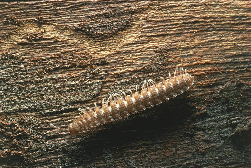 无人,横图,俯视,室外,白天,野生动物,科学,昆虫,树皮,自然,动物,摄影,环境,生物学,节肢动物,千足虫,幼虫,肌理,毛虫,彩图,高角度拍摄,动物学