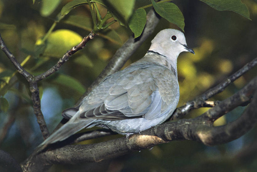 无人,横图,室外,白天,侧面,鸽子,野生动物,科学,鸟类,枝,树,自然,动物,摄影,环境,生物学,彩图,动物学