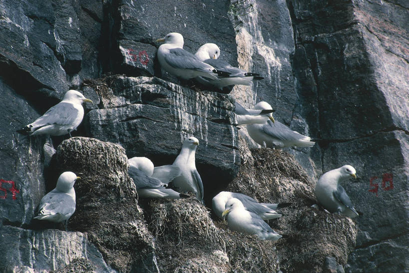 无人,横图,室外,白天,海鸟,海鸥,野生动物,挪威,欧洲,一群,许多,科学,鸟类,悬崖,很多,自然,摄影,环境,生物学,斯堪狄纳维亚半岛,三趾鸥,彩图,动物学