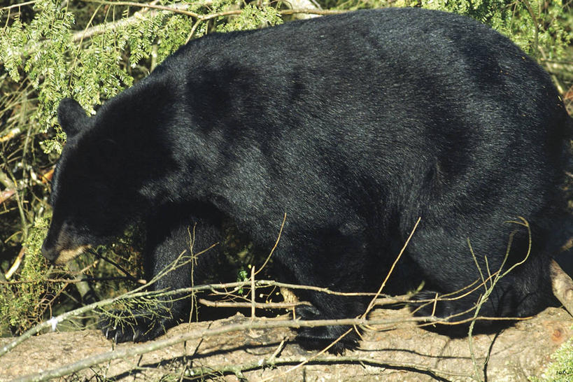 无人,站,横图,俯视,室外,白天,侧面,哺乳动物,野生动物,熊,黑熊,加拿大,科学,自然,动物,摄影,环境,生物学,美洲黑熊,大不列颠哥伦比亚,彩图,高角度拍摄,动物学