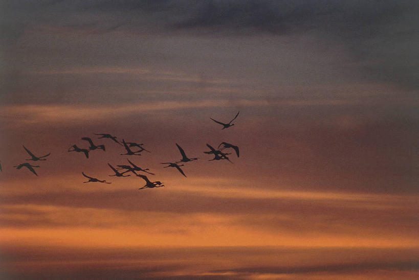 无人,横图,室外,日落,野生动物,科学,火烈鸟,鸟类,飞,天空,自然,黄昏,摄影,环境,生物学,剪影,大火烈鸟,美洲火烈鸟,彩图,动物学